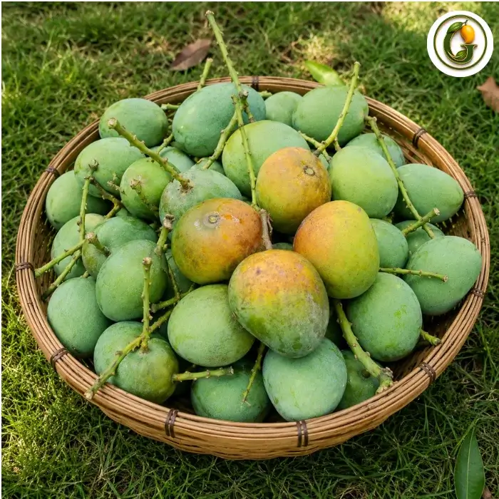 Himsagar Mango (3)