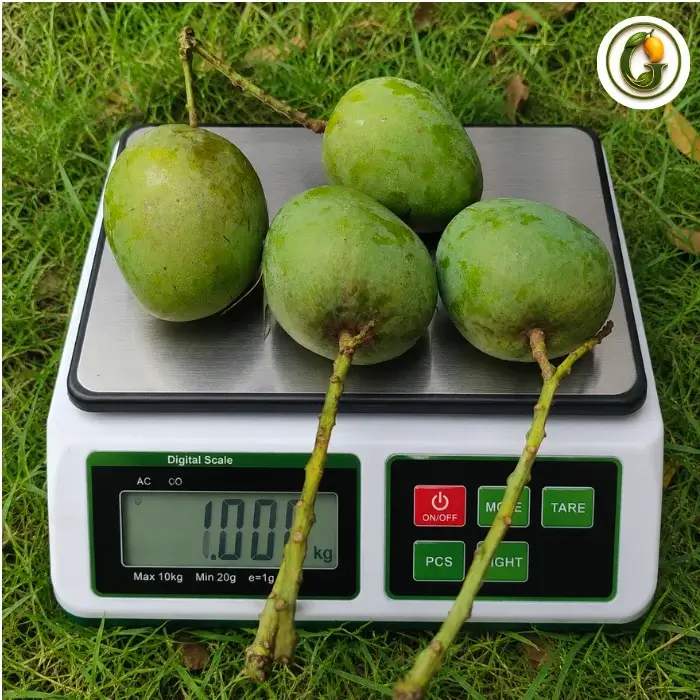 Himsagar Mango (6)