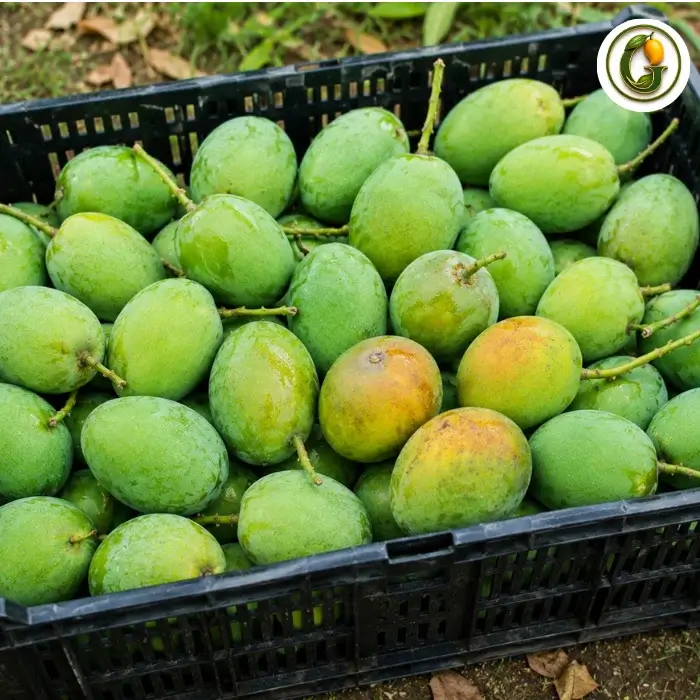 Himsagar Mango (7)